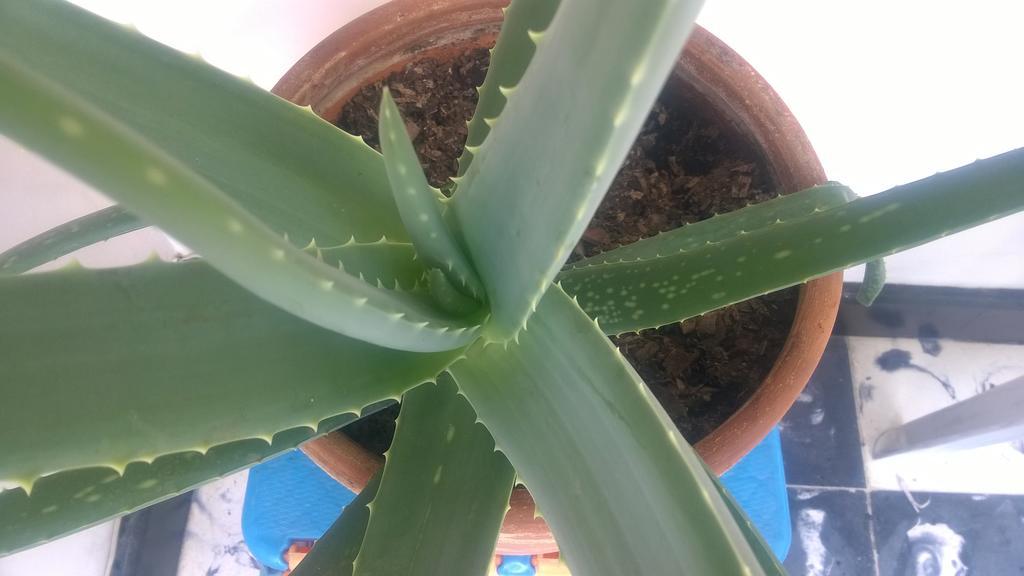 Selvática Hostel Medellín Kültér fotó